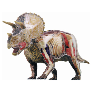 John N Hansen Co 4D Triceratops Anatomy Model